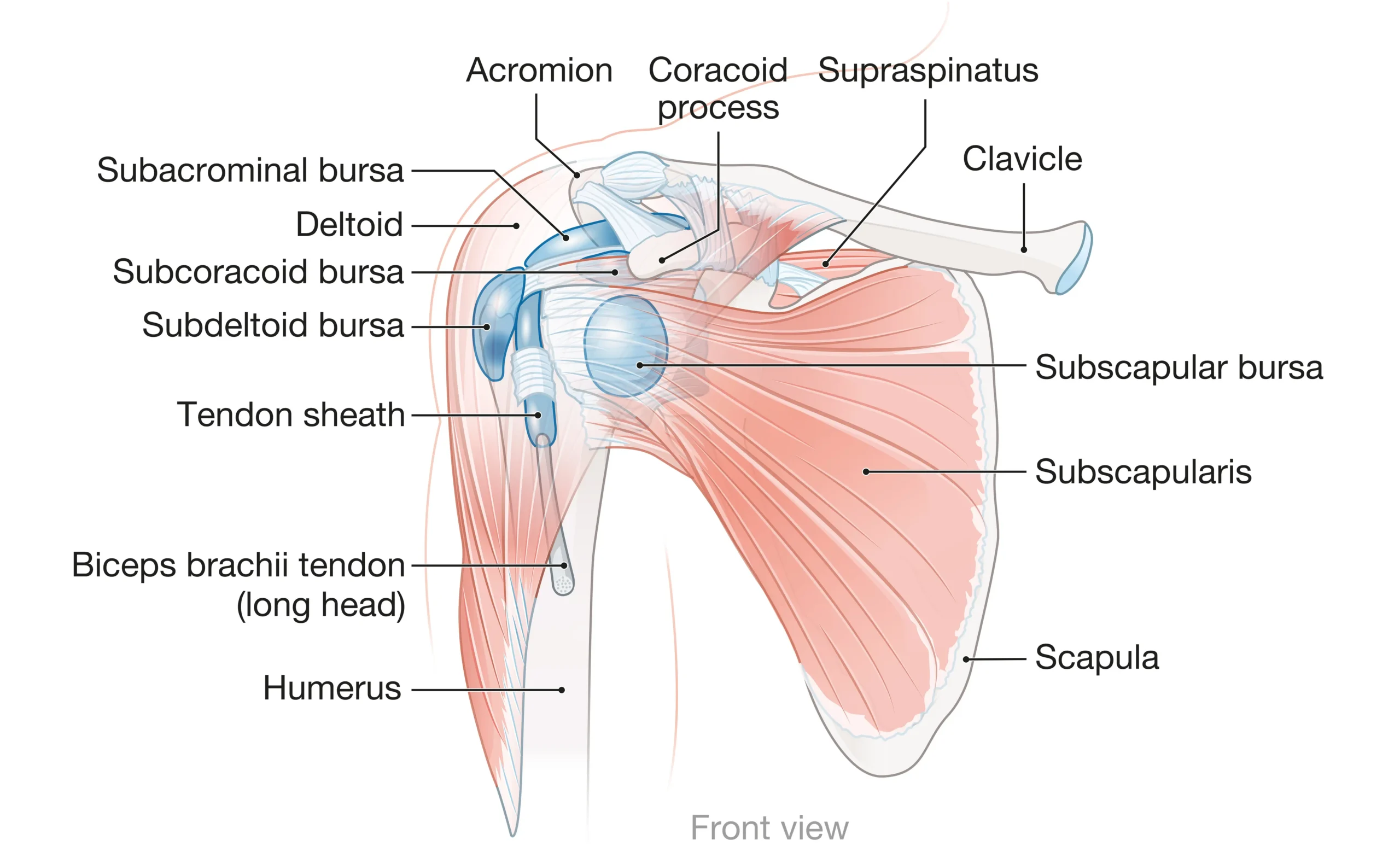 Anatomical Graphic Shoulder Inflammation