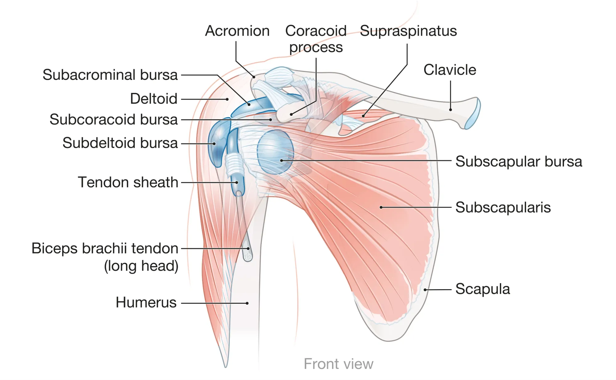 Anatomical Graphic Shoulder Inflammation