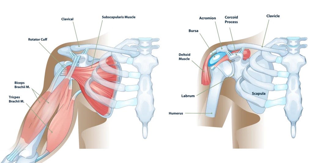 Anatomical structure of the shoulder diagram with labels.