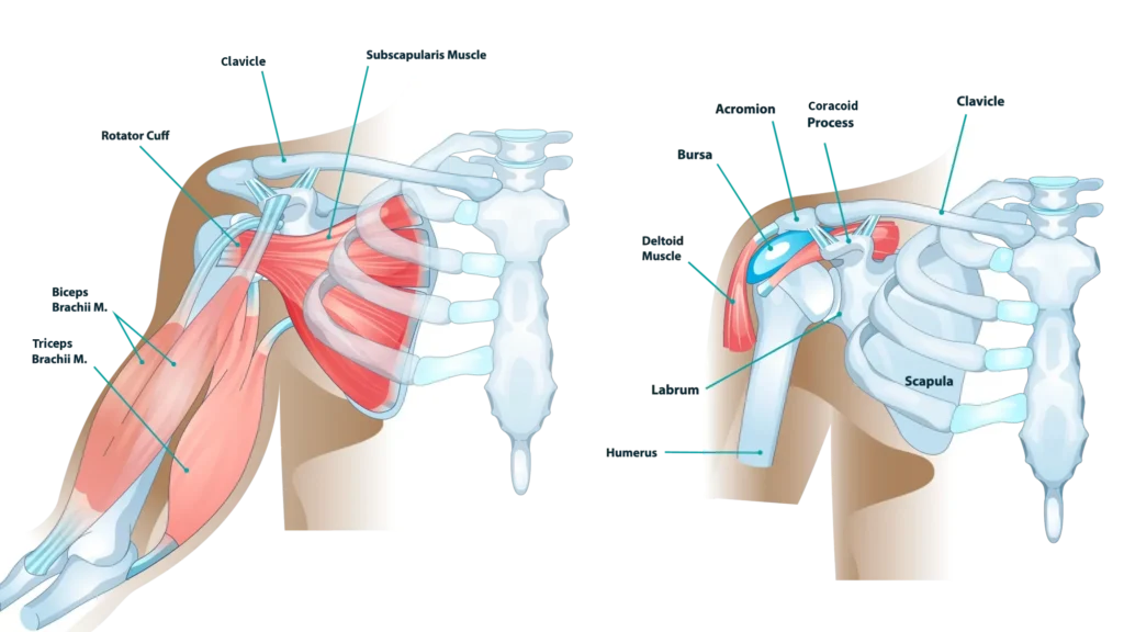 Diagram of shoulder anatomy 