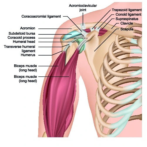shoulder muscle and bone structure anatomy diagram.