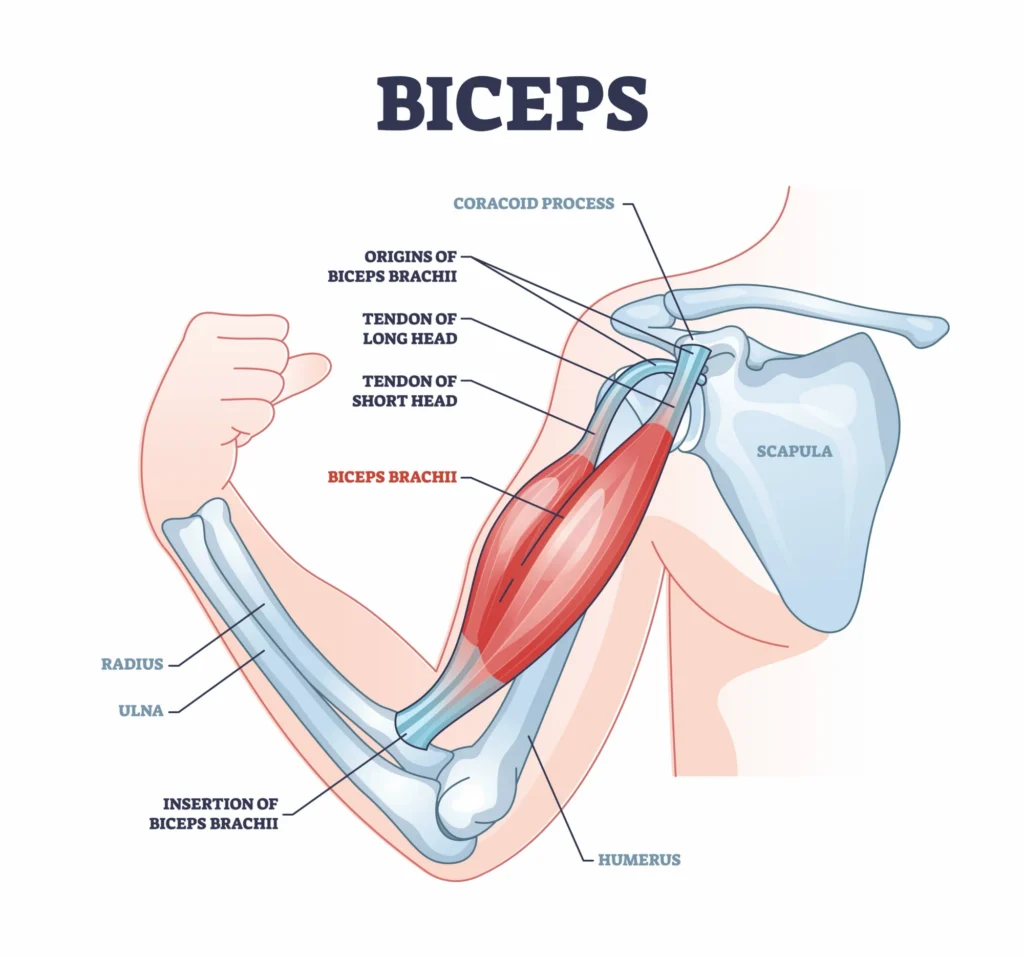Diagram about the biceps.